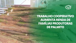 Produção de palmito pupunha no Vale do Ribeira trabalho cooperativo enriquece o setor produtivo [upl. by Effy]