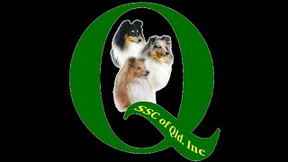 THE SHETLAND SHEEPDOG CLUB OF QLD INC [upl. by Dlareme]