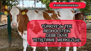 TR’de TEK redholstein GEBE DÜVE YETİŞTİRME MERKEZİ’yiz YILDA 12 TON SÜT VEREN İNEKLER ÜRETİYORUZ [upl. by Erleena]