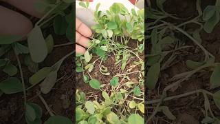 Leggy seedlings problem after seeds germination and its solutionorganicgardeningshortsfeed [upl. by Nesyla624]