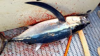 Fishing for tuna Hokitika Trench New Zealand Blue Whales and orca [upl. by Ty]