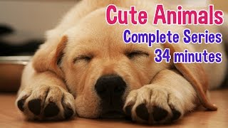 Animals For Kids  Animal photos with classical music for children by Oxbridge Baby [upl. by Ker138]