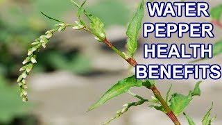 5 Unbelievable Health Benefits of Water Pepper [upl. by Attenov]