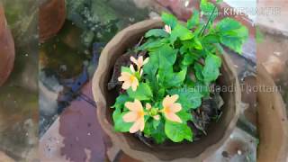 கனகாம்பரம் வளர்ப்பு  Growing Kanakambaram in Tamil [upl. by Naimad]