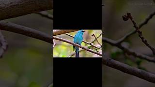 Extremely rare footage Verditer flycatcher birds verditerflycatcher healing bird birdslover [upl. by Roth]