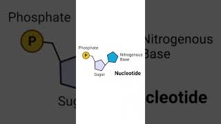 Structure of a Nucleotide  Polynucleotide Chain biology neet shorts [upl. by Irene354]