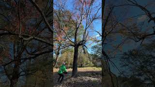 treecuttingservice foryou youtubeshorts live wood treeservice treeservicesnearme viralvideo [upl. by Alejandrina90]