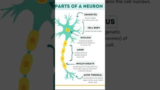 Parts of neuron  anatomy humananatomy science nervous neuroscience neuron [upl. by Gav601]