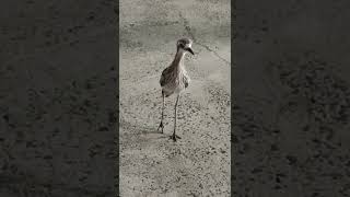 Bushstone Curlew Bird bushstone curlews bird animal shortsvideo shorts [upl. by Noeruat]