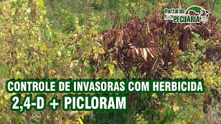 Controle de invasoras com herbicida  24D  Picloram [upl. by Neeven330]