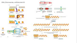 DNA cromosomas genomas Alberts 8 [upl. by Naejarual]