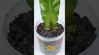 How to propagate Bird’s nest fern plant from single leafshorts [upl. by Jonme]