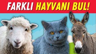 Hayvan Tahmin Oyunu🐒🐶 3 Görsel İçerisinde Farklı Olan Hayvanı Bul🐴🐱 Hayvan Bilgi Yarışması❗🧠 [upl. by Danas768]