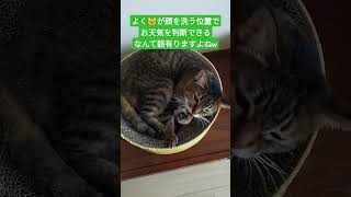 天気予報士 cat 猫 保護猫 天気予報 [upl. by Zabrine942]