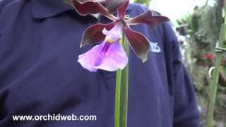 OrchidWeb  Encyclia cordigera [upl. by Cornwell]