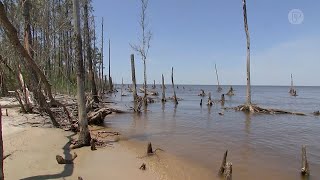 Building Solutions North Carolina Ghost Forests [upl. by Coray]