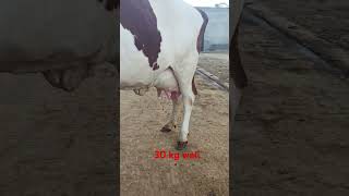 6 teeth Second lactation Aier shier Topper cow of milk capacity 30 kg with female jersey heifer [upl. by Trinee]