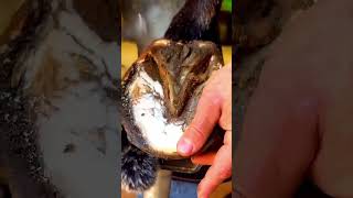 swolfendenn horseshoe hoof farrier restoration horse asmr satisfying [upl. by Tufts507]