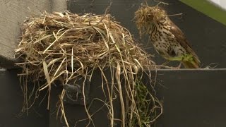 birdnest built from scratch in 30 second timelapse [upl. by Ailhat961]