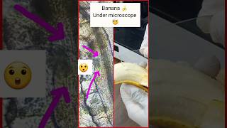 banana under microscope microscope shorts banana viral [upl. by Oicnoel719]