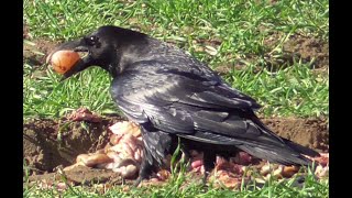 Kolkraben die intelligentesten Vögel Common ravens the most intelligent birds [upl. by Festus63]