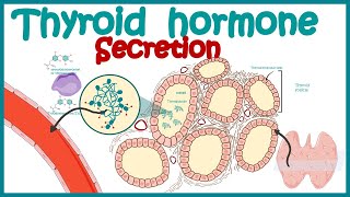 Thyroid hormone secretion  Endocrinology  Synthesis of Thyroid Hormone [upl. by Aeneg]