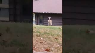 Deer at Oglebay Park [upl. by Fidelity189]