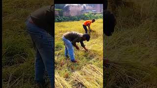 ধান কাটতে গিয়ে একি ঘটনা ঘটে গেলো 😲😲🤔। foryou rich youtube viralvideo yt [upl. by Ymas269]