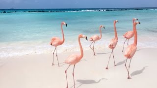 Flamingo Party in the Caribbean [upl. by Tiphani]