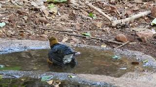 Orange headed Thrush taking bath Mumbai [upl. by Rick]