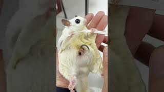 pets sugarglider cute sugarglindar animals funny amazingfacts birds rat [upl. by Mulderig]