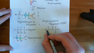 Glycolysis Part 2 [upl. by Orpheus]