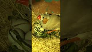 Zebra finch egg  Finches breeding  zebrafinch finches birds pets cute shorts [upl. by Felicia]