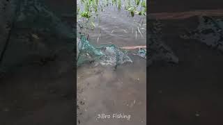 China net fishing video 3BroFishing [upl. by Valentina729]