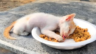 A kitten was taking last breath on a food plate because her mother cat wants new kittens now [upl. by Ened]