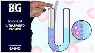 Il TRASPORTO PASSIVO  diffusione semplice osmosi e diffusione facilitata [upl. by Sanfo340]