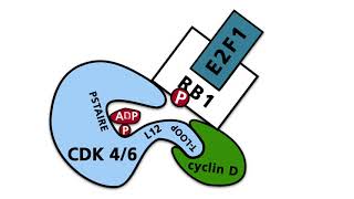 The cell cycle  Part 2 Cyclins cyclin dependent kinases CDKs CDK inhibitors [upl. by Ahsrats]