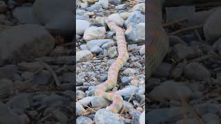 Another Slippery Dude snake snakevideo garden [upl. by Duffy]