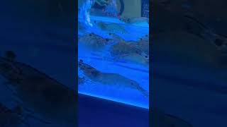 Deira fish market Dubai trending trendingshorts Dubai uaelife fish prawns [upl. by Loutitia]