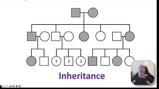 Inheritance 2 codominance incomplete dominance multiple alleles polygenic and sexlinked [upl. by Linus]