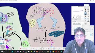 084 Translation Elongation prokaryotes [upl. by Eanerb48]