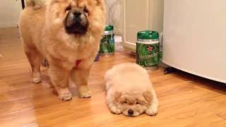 Chow chow puppies first time see each other [upl. by Aeriela423]