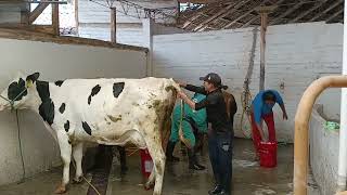 Bañando a las Vacas en Quinta Macaji [upl. by Crescin]