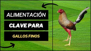 Nutrición Estratégicaquot La ALIMENTACIÓN Óptima para GALLOS FINOSquot [upl. by Yelrac]