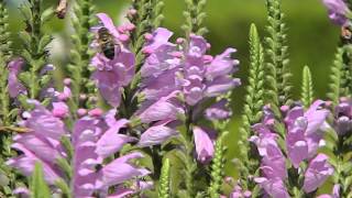 Physostegia virginiana Vivid [upl. by Nnylirak]