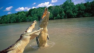 Alligator vs Crocodile [upl. by Ellinej]