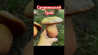 Сатанинский Гриб во всей КрасеBoletus SatanasВ сыром виде ЯДОВИТ fungi грибы mushroom [upl. by Oinigih880]