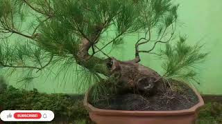 bonsai sageretia theezans [upl. by Wilona]