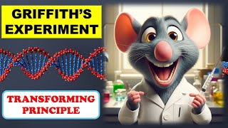 DNA as Genetic material  Transforming Principle Griffith experiment Molecular Basis of Inheritance [upl. by Sinnal456]