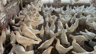 Pakistan Poultry Farm  Pakistan Production  Pakistan farming  part 57 [upl. by Shana]